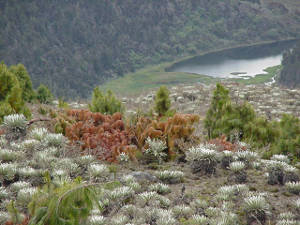 Laguna Victoria