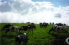 Posada Agroturistica La Romere&ntilde;a
