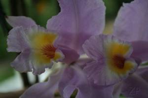 orquidea