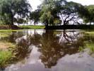 Paisaje. Fundo en el Edo Apure.