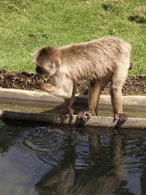 Monos de Parque del Este