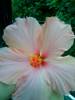 flor de cayena