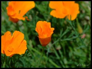 Flor Meride&ntilde;a
