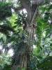 arbol exotico