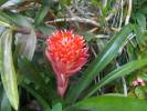 bromelia