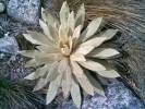 Frailejon en la Laguna La Grande