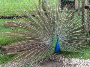 pavo real
