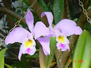 Nuestra Flor Nacional