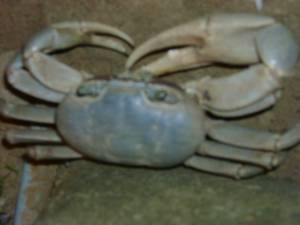 Cangrjo azul.