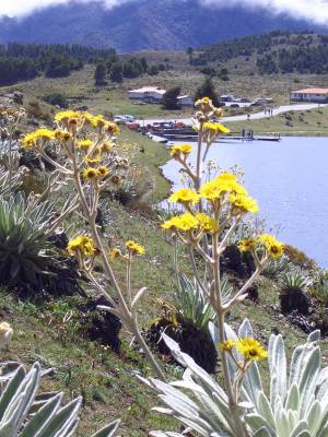 Frailej&oacute;n - Laguna de Mucubaj&iacute;