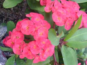 Flor de la Colonia Tovar