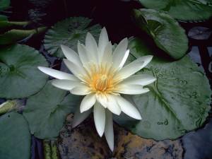 Lirio de Agua