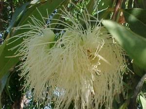 Flor de Pomarosa