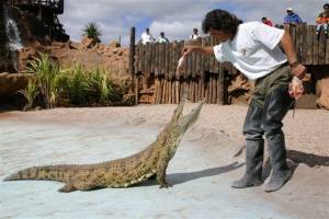 show de cocodrilos, show de papagayos ,show de cocodrilos