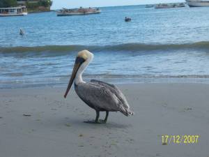 Alcatraz en Pampatar