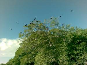 isla de pajaros parque naconal morrocoy