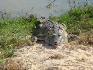 Caiman del Orinoco