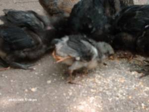 pollito de 4 patas en Amazonas