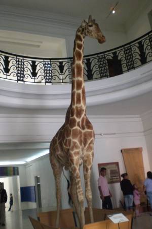 Lobby del museo