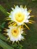 flor exotica
