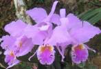 Orquideas