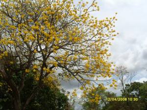Aragu�ney