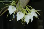 Bgrandiflora - Brassavola Nodosa