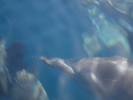 delfines en costas orientales(SUCRE)