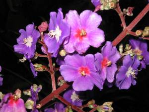 Flora autóctona en la Gran Sabana