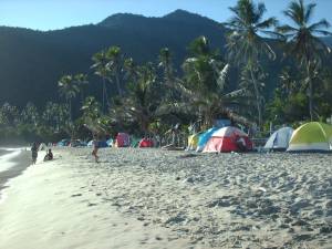 Las palmeras en CUyagua!