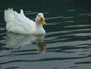 Pato