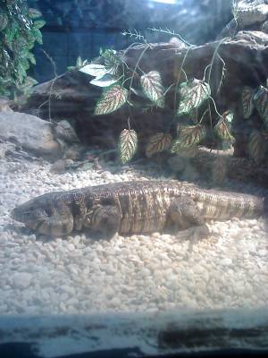 Caiman