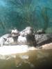 Caiman
