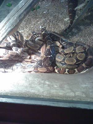 Anaconda