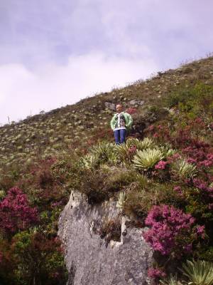 vegetacion