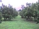 VENDO TERRENO EN BARINITAS