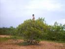 vista en arbol llanero