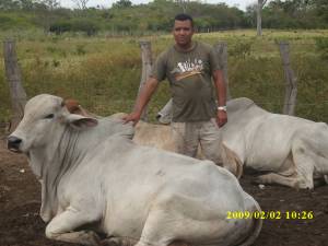 Ganado en el corral, Cunavichito - Edo. Apure