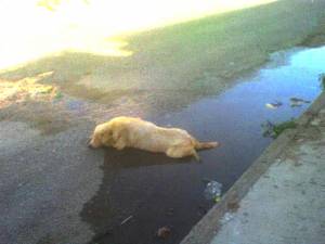 como perro tirao en la carretera