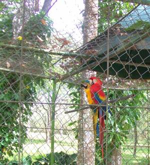 guacamayas