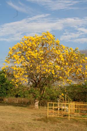 Arbol del Araguaney