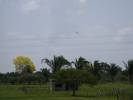 Araguaney en los llanos de Barinas
