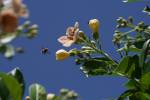 La Abeja y la Polinizaci&oacute;n
