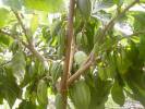 foto de planta de cacao