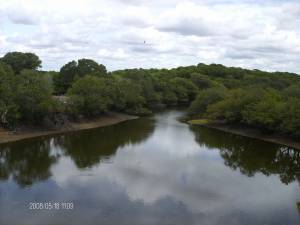 Bosque de galerias Edo Apure