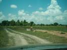 Las vacas en el camino