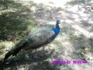 pavo real