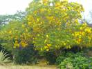 Araguaney (El árbol de oro)