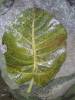 Hoja del Avila 
