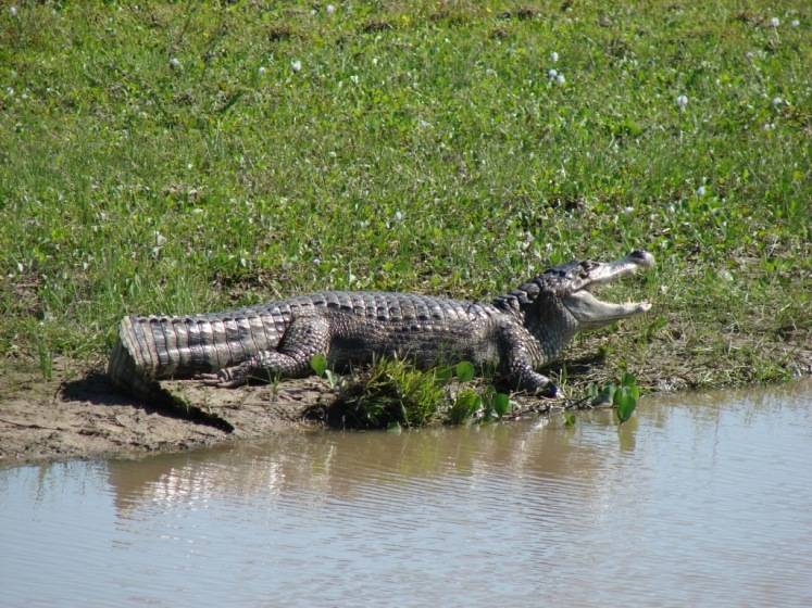 LA BABA Venezuela Tuya